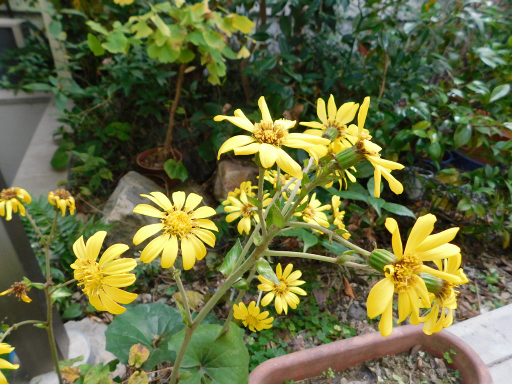 ２０２５年１２月２７日（土）～２０２６年１月４日（日）はお休みさせていただきます。